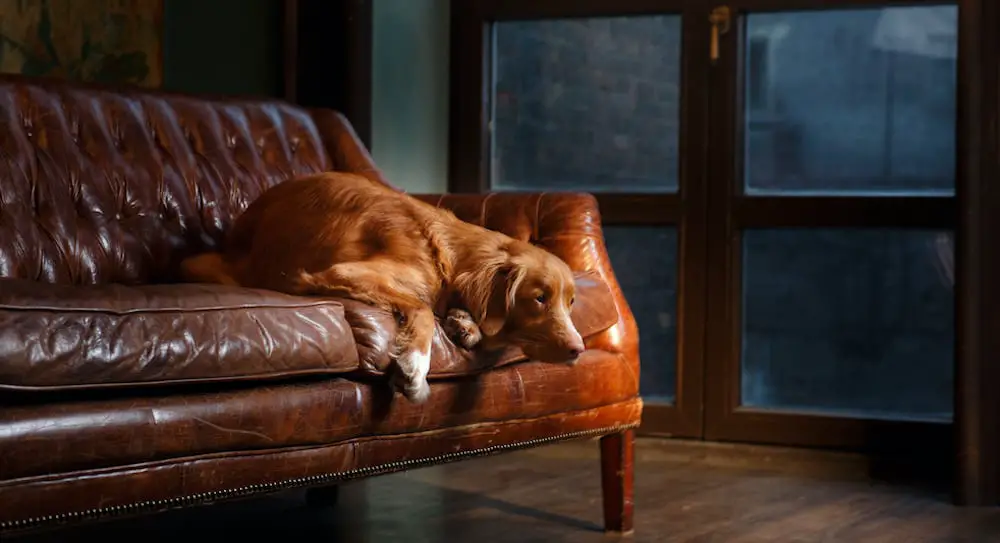 Leather Couch With Dogs Can You Have, Do Dog Claws Scratch Leather