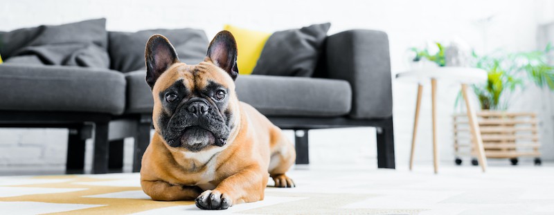 french bulldog shedding hair