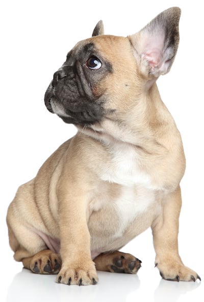 french bulldog sitting