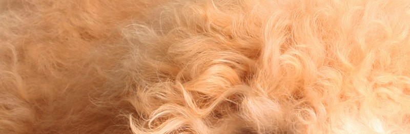 goldendoodle top coat