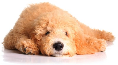 Goldendoodle puppy