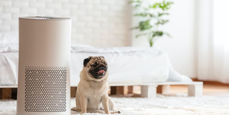 air purifier and dog