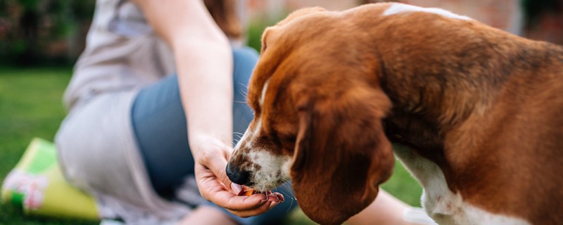 balanced nutrition prevents excessive shedding