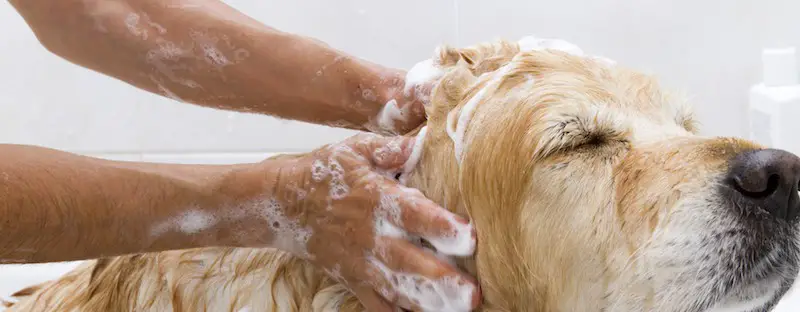bathing a dog to minimize shedding