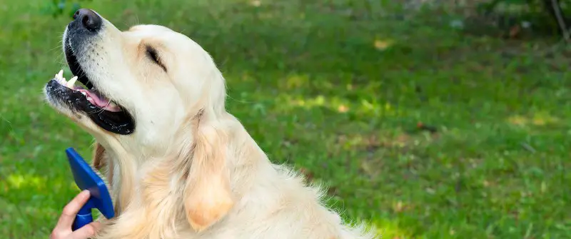 brushing a golden retriever to minimize shedding