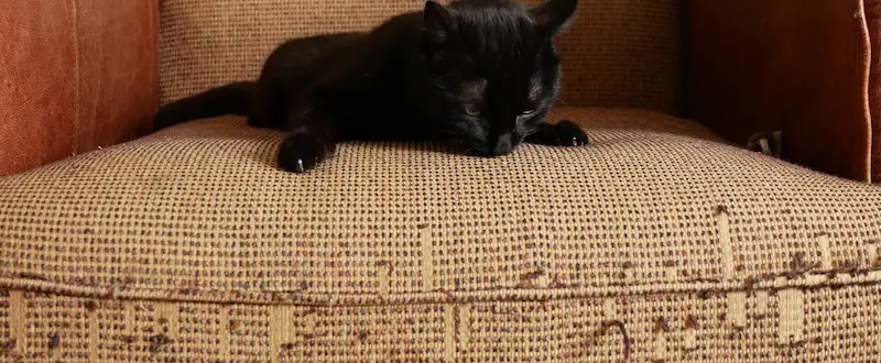 cat scratches furniture