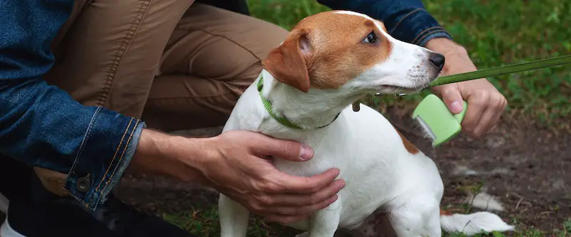 using de-shedding tool to minimize dog shedding