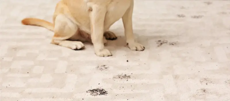 muddy paws on carpet