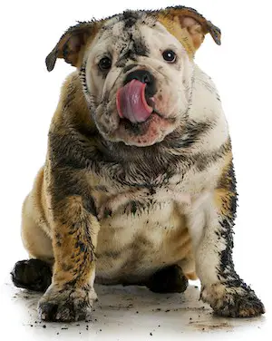 muddy and dirty dog