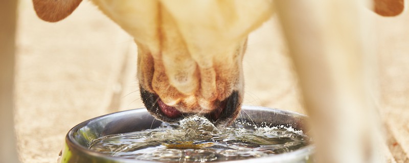 dog spilling water