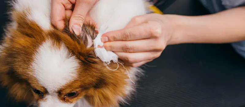 clean dog's ears