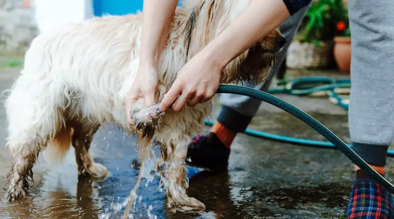 clean a dog's paws before coming inside