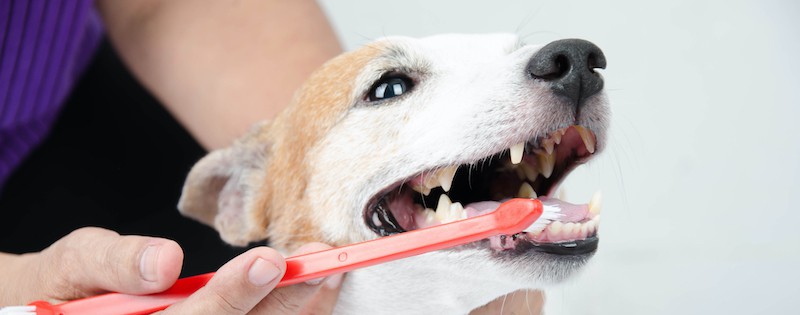 brush dog's teeth