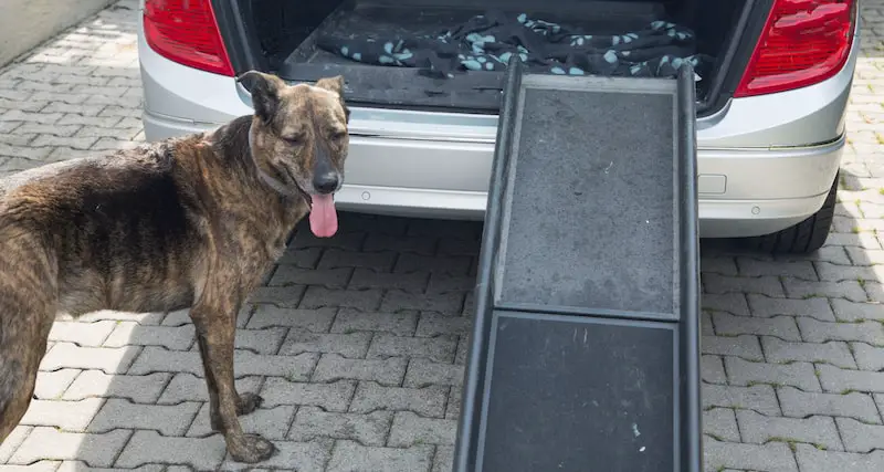 best ramp for dogs to get into car